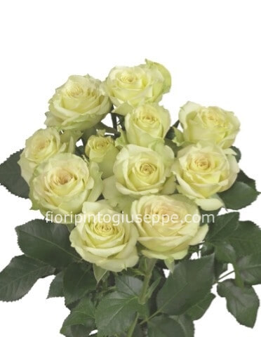 Rose bianche a steli, prima scelta, lunghezza 70 cm.