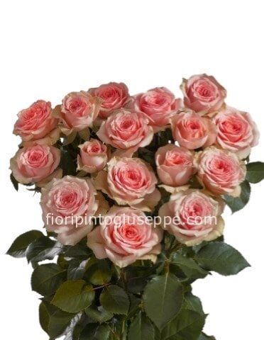 Rose rosa a steli