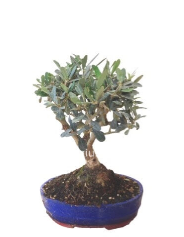 Pianta di bonsai di olivo chiedere disonibilita'