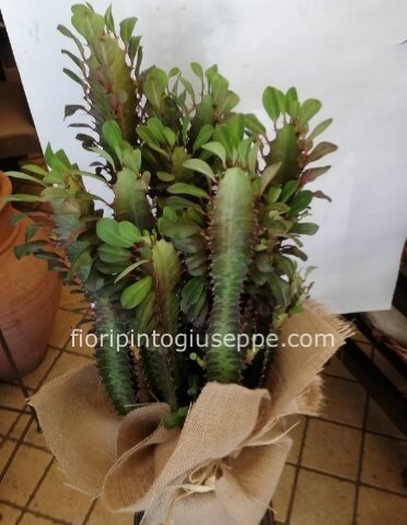 pianta euphorbia foglia rossa