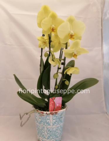 ORCHIDEA25,00 COPRIVASO 15,00