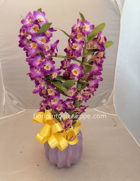 orchidea  senza vaso