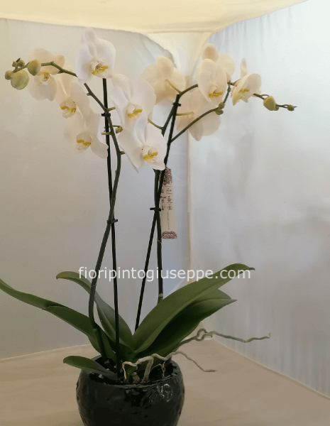 ORCHIDEA 25,00 CASPO' CERAMICA 20,00