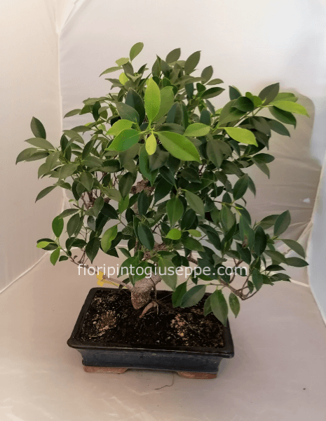 BONSAI