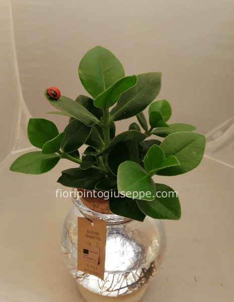 pianta