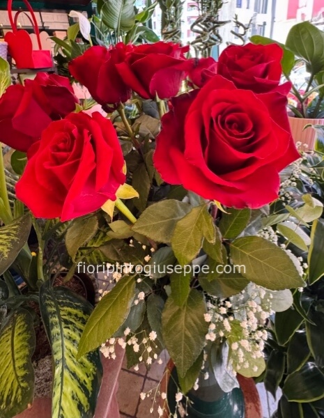 rose rosse gambo medio